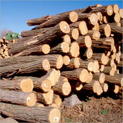 दौर लकड़ी के पेड़ लॉग सस्ते कीमत गर्म बेच अनुकूलित गर्म आपूर्तिकर्ता निर्माता कम MOQ गुणवत्ता OEM ODM