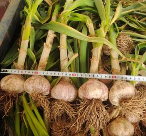 Stimulant d'enracinement biologique à base d'extrait d'algues, <span class=keywords><strong>engrais</strong></span> biologique, algues liquides brutes - Product Image 4