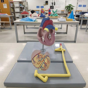 Modelo de anatomía <span class=keywords><strong>del</strong></span> cuerpo humano 2 partes Deluxe tamaño real modelo de anatomía <span class=keywords><strong>del</strong></span> corazón humano modelo médico de Anatomía Humana - Product Image 4