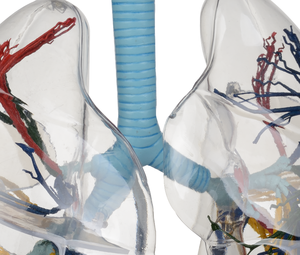 الطبية sucience الإنسان شفافة الرئة نموذج تشريح broncopulmonary قطاعات نموذج لل مستشفى - Product Image 4