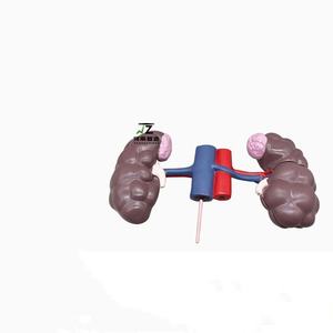 Animal avanzado PVC ganado vaca riñón modelo anatómico para la enseñanza - Product Image 2