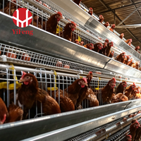 Cage à poules pondeuses automatique de type A à 4 niveaux avec système de collecte des œufs, abreuvoir à tétine, courroie de fumier agricole en acier galvanisé à chaud OEM