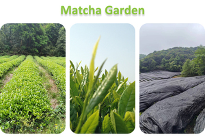 Polvo de té instantáneo verde Matcha de grado M3 a granel adelgazante té verde Matcha en polvo certificado Halal envasado al vacío 5KG envasado - Product Image 5