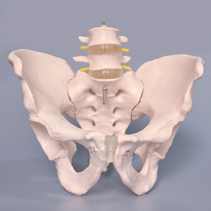 Modèle de <span class=keywords><strong>squelette</strong></span> d'anatomie humaine de la colonne vertébrale, du bassin, des disques intervertébraux lombaires et des nerfs - Product Image 3