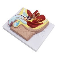 Modèle d'anatomie de la section du bassin masculin Modèle anatomique masculin Organes génitaux masculins avec vessie Modèle pelvien masculin