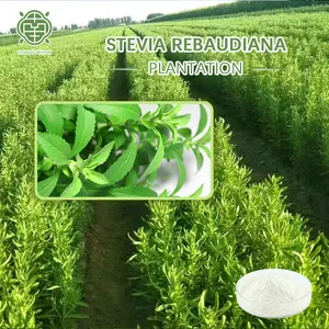 Nanqiao工場卸売100% 天然植物エキスステビア葉エキス粉末