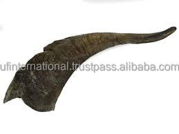 Corne de bélier naturelle / Corne de mouton, quantité en vrac disponible à la vente, prix avantageux, couleur naturelle, produit à vendre - Product Image 3