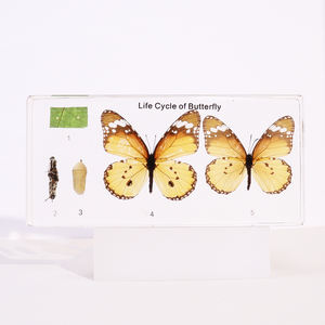 वास्तविक पशु क्रिस्टल तितली एक्रिलिक राल नमूना शिक्षण के लिए - Product Image 5