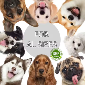 OEM Avançado Hip & Joint Tablets-Manter Normal Cartilagem Saudável Tecido Conectivo-Suporte Conjunto Mobilidade Dog Suplementos - Product Image 3