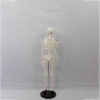 Modèle d'anatomie du squelette humain SCMEHE 2026 de 85 cm (33,46 po) pour usage éducatif et anatomique dans les écoles et les universités