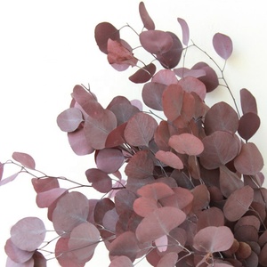Bouquet de feuilles d'<span class=keywords><strong>eucalyptus</strong></span> séchés, 10 pièces, plantes, fleurs brunes, tige unique, pour décoration de mariage - Product Image 4