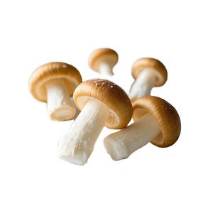Seta cultivada estándar europea Nameko fresca entera IQF procesada y sazonada fuente saludable <span class=keywords><strong>Comprar</strong></span> ahora - Product Image 1
