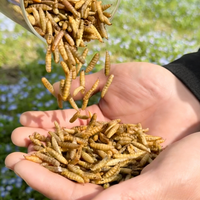 Larves de Mouches Soldat Noires Séchées Écologiques en Gros pour Alimentation des Volailles et des Poissons (Appât Digestif pour Poules)