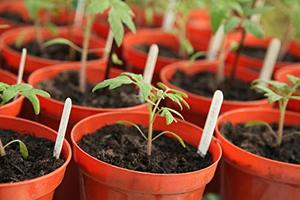 14 Variétés Anciennes de Tomates pour Jardin Intérieur et Extérieur – Cadeau de Jardinage pour Homme et Femme - Product Image 4