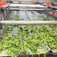 Automatische fruit- en groentewasmachine met bubbels, SUS304, commerciële groentewasser met waterrecirculatiesysteem