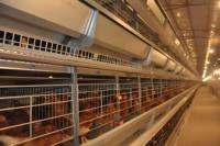 Poulailler à bas prix cage à volaille longue durée couche équipement de ponte pour ferme avicole Jaula Para Pollos Cage Para Manok