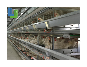 家禽机器肉鸡养殖自动化饲养 - Product Image 1