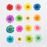 Fiori di Margherita Essiccati Non Tinti, Fiori di Margherita Veri Pressati per Resina, Unghie in Resina e Decorazioni per Scrapbook