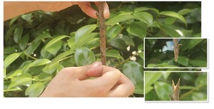 Herramientas de injerto 2 en 1 para árboles frutales, muy vendidas - Herramienta profesional para podar e injertar - Product Image 5