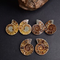 Rodajas de fósiles de amonita de caracola natural Artesanía de piedra de cristal Piedras curativas fósiles semipreciosas