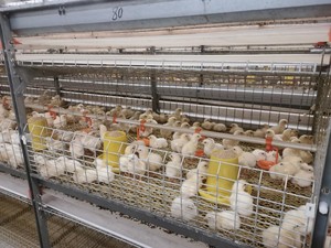 Jaulas de pollos de engorde de Ventilación ajustable de varios niveles para mansiones orgánicas pequeñas Antibacteriano Inodoro Garantizar la calidad de pollos de engorde Premium - Product Image 5