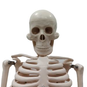 Enseñanza anatómica <span class=keywords><strong>de</strong></span> PVC para ciencia médica, 200 <span class=keywords><strong>huesos</strong></span>, 85cm, modelo <span class=keywords><strong>de</strong></span> esqueleto humano <span class=keywords><strong>de</strong></span> Anatomía con órganos internos <span class=keywords><strong>de</strong></span> Calvarium extraíbles - Product Image 1