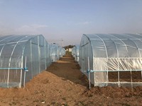Serre tunnel agricole Shine-tech de petite taille en PE pour la culture hydroponique de tomates, à vendre