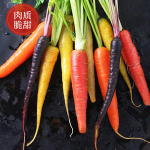 Semis de carottes nutritifs, idéaux pour la décoration des jardins fleuris et des cours, choix idéal pour le jardinage à domicile - Product Image 3