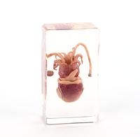 Spécimen personnalisé en résine insecte en résine spécimen de crabe acrylique presse-papiers coquillages décoration grenouilles cadeau souvenir fait main
