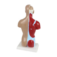 Modèles de torse humain grandeur nature de 28 cm pour l'enseignement des sciences médicales, avec des organes amovibles et 7 parties pour l'éducation scolaire