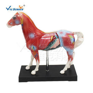 Modèle simulé de points d'acupuncture équine avec base et manuel d'instructions - aide pédagogique pour laboratoire - Product Image 5