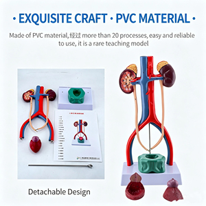 Modelo Anatómico del Sistema Urinario Humano Estereoscópico SCIEDU, Modelo del Sistema Reproductivo Médico con Ureter y <span class=keywords><strong>Vejiga</strong></span> - Product Image 3