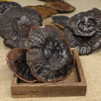 Extrait de Reishi biologique de Ganoderma lucidum noir pur en vrac de qualité supérieure Extrait de champignon Reishi