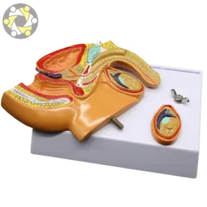 Medical science male reproductive system model Male midsagittal anatomical model of pelvic cavity