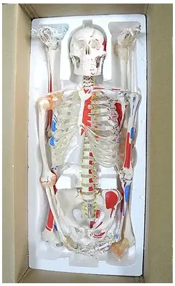 180cm जीवन आकार मानव कंकाल चिकित्सा और विज्ञान शिक्षण मॉडल शरीर रचना विज्ञान पीवीसी प्लास्टिक मानव कंकाल