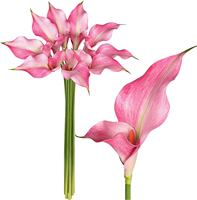 Fabrikverkauf: Künstliche Calla-Lilien mit Doppelblütenblättern im Großhandel, PU-Calla-Lilienstiele für Hotel-Tischdekoration, Floristik und Hochzeits-Mittelstücke