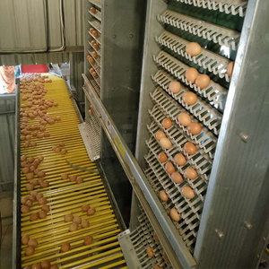 Sistema di Gabbie Automatiche per Galline Ovaiole per 10.000 Polli, Tipo A, per Allevamenti Avicoli in Tanzania - Product Image 6