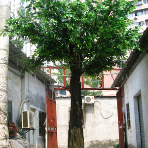 Pohon Cemara Buatan Luar Ruangan Pohon Ek Hijau Besar Palsu untuk Dekorasi Perpustakaan - Product Image 2