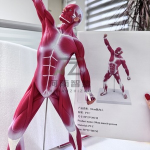 Figurine musculaire de haute qualité de 50 cm, décoration de bureau, modèle pédagogique - Product Image 3