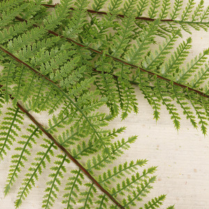 <b>Artificial</b> Ferns Persian Fern Multi Piece Package High Simulation Indoor Decor Greenery - Product Image 4