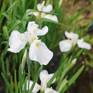 Iris <span class=keywords><strong>japonais</strong></span> Iris-I.ensata'hare Sugata' - Une <span class=keywords><strong>plante</strong></span> aquatique adaptée aux bassins de jardin et aux serres - Iris <span class=keywords><strong>japonais</strong></span> - Product Image 5