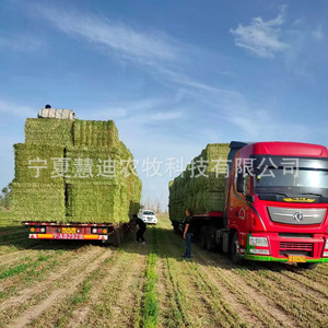 Pacas de Heno de Alfalfa para Yaks, Caballos, Camellos, Cabras Lecheras, Alpacas, Alimento y Nutrición - Product Image 2