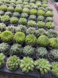 Hawworthia ไม้อวบน้ำขนาดเล็กเป็นมิตรกับสิ่งแวดล้อมที่แตกต่างกันของตกแต่งบ้านที่ทันสมัยมินิมอลของขวัญครบรอบความคิดสร้างสรรค์ - Product Image 3