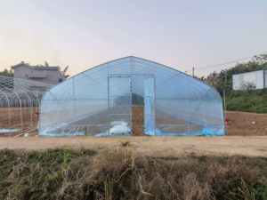 Grande <span class=keywords><strong>serre</strong></span> agricole à tunnel haut pour la culture de la <span class=keywords><strong>tomate</strong></span>, <span class=keywords><strong>serre</strong></span> verte - Product Image 2