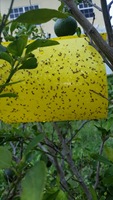 Lampe de piège à mouches à bâton jaune personnalisable de l'usine à semi-conducteurs conçue pour la lutte antiparasitaire contre les mites