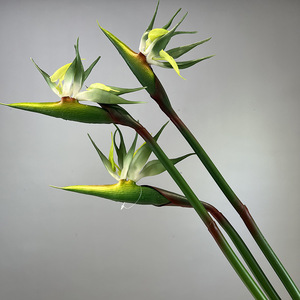BF-BP03 Bloom Floral, <span class=keywords><strong>Flores</strong></span> Tropicales Artificiales <span class=keywords><strong>de</strong></span> Alta Calidad <span class=keywords><strong>de</strong></span> 85 cm, PVC Suave, Flor <span class=keywords><strong>de</strong></span> Ave del Paraíso Artificial con Tacto Real - Product Image 6