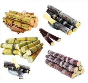 サトウキビエキスPolicosanol粉末<span class=keywords><strong>Octacosanol</strong></span>粉末 - Product Image 4