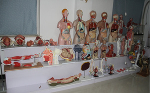 PVC mô hình xương <span class=keywords><strong>ethmoid</strong></span> cho khoa học y tế giảng dạy Chất lượng cao y tế <span class=keywords><strong>ethmoid</strong></span> xương - Product Image 3