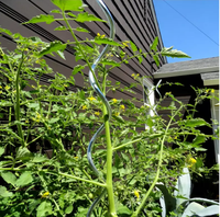 Support de plante grimpante en métal durable Piquets en spirale pour tomates de jardin Support de vigne grimpante verte Piquets de tomates torsadés
