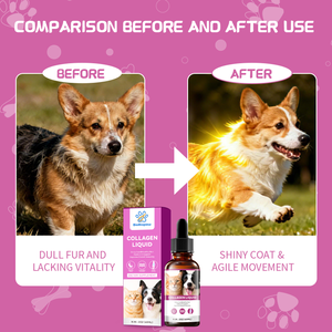 Bağışıklık desteği köpekler kediler için kollajen damlaları cilt Coat sağlık kollajen sıvı evcil doğal sığır kollajen sığır lezzet damla - Product Image 3